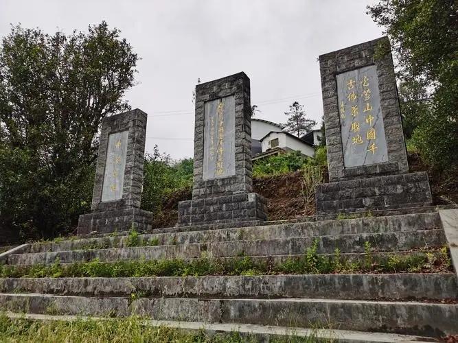 2023年白鶯山古樹(shù)春茶品質(zhì)如何？