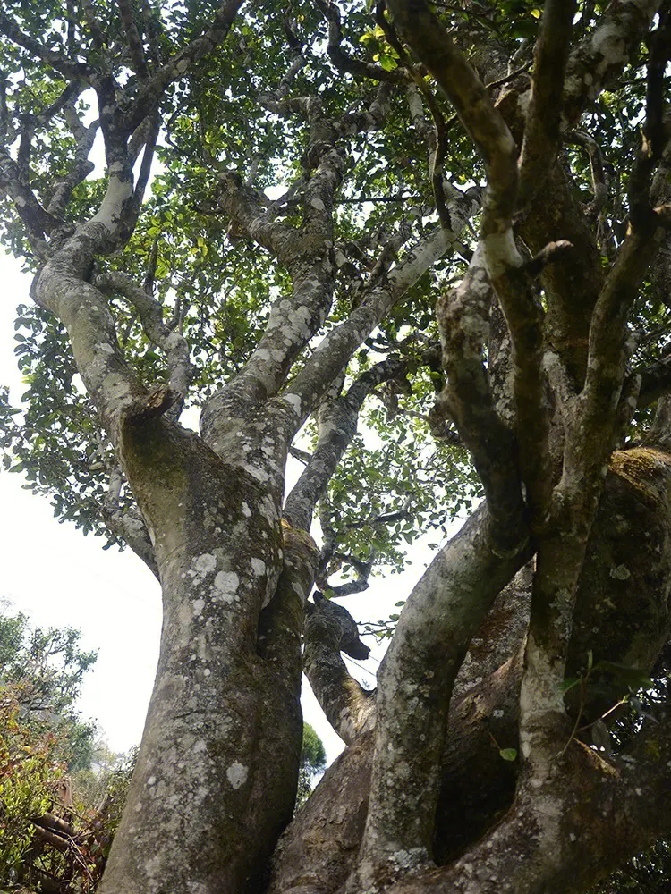 2023年白鶯山古樹春茶多少錢一公斤？