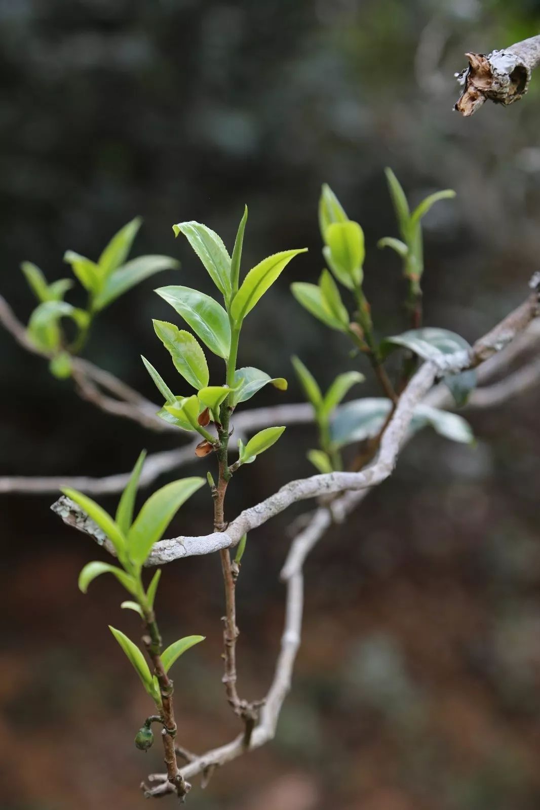 2023年昔歸古樹春茶特點是什么？