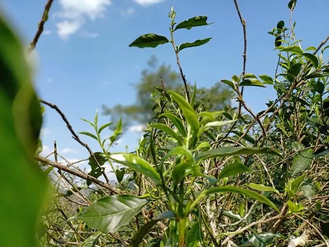 2023年昔歸古樹春茶價格是多少？