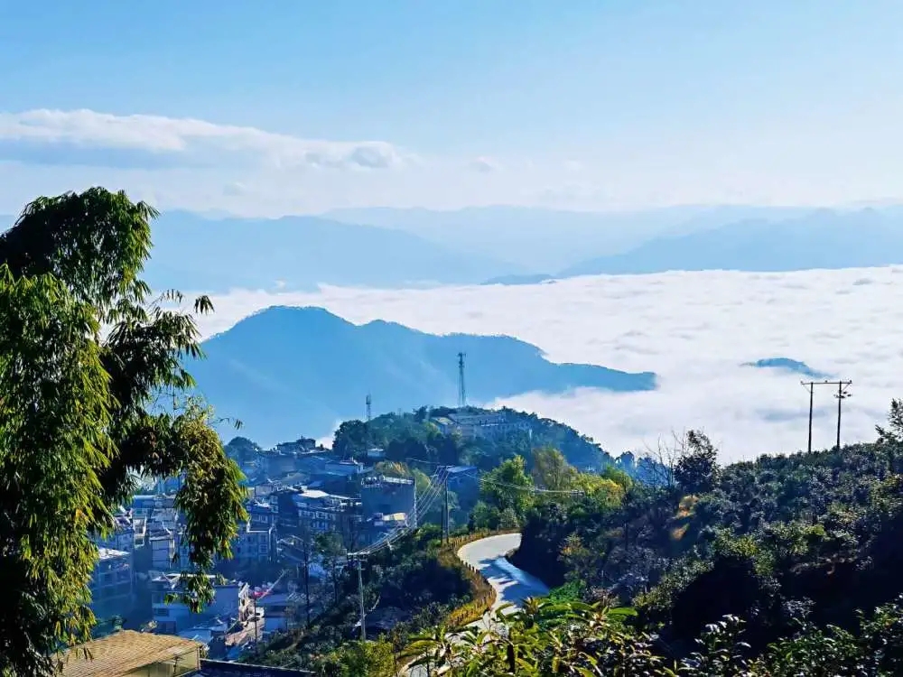 2023年邦東古樹春茶品質(zhì)如何？