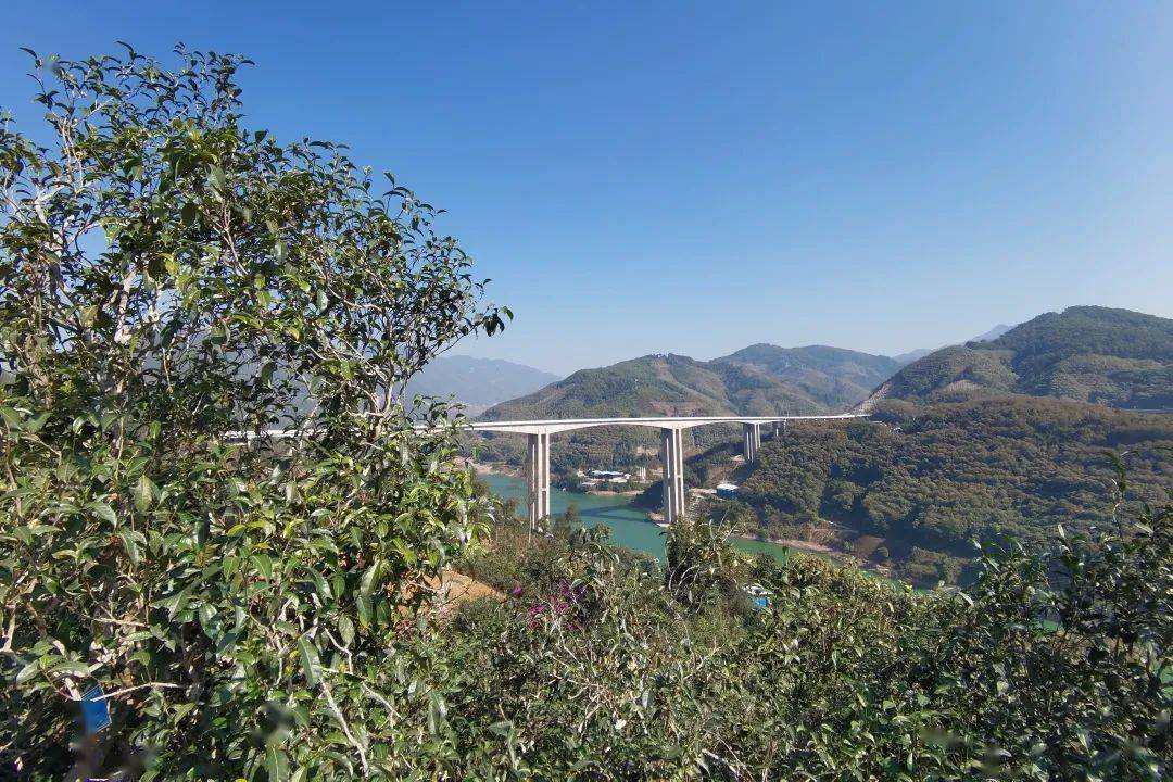 2023年邦東古樹春茶口感怎么樣？