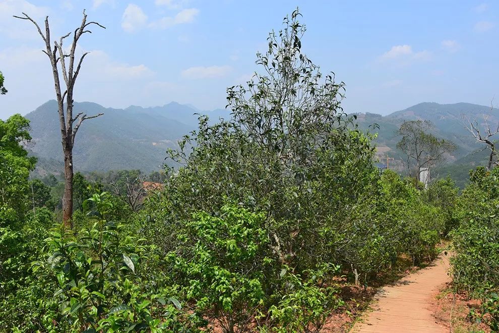 2023年邦東古樹春茶價格是多少？