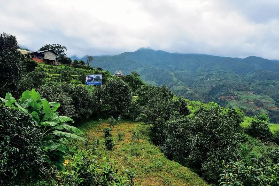 2023年邦東古樹春茶多少一公斤？