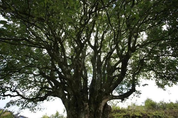 2023年香竹箐古樹春茶品質(zhì)怎么樣？