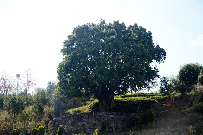 2023年香竹箐古樹春茶特點是什么？