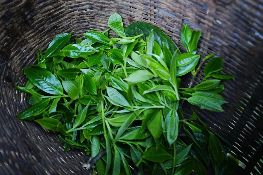 2023年香竹箐古樹春茶多少一公斤？