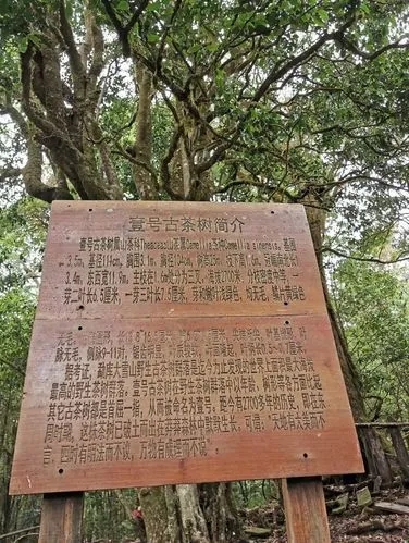 2023年大雪山古樹春茶特點是什么？