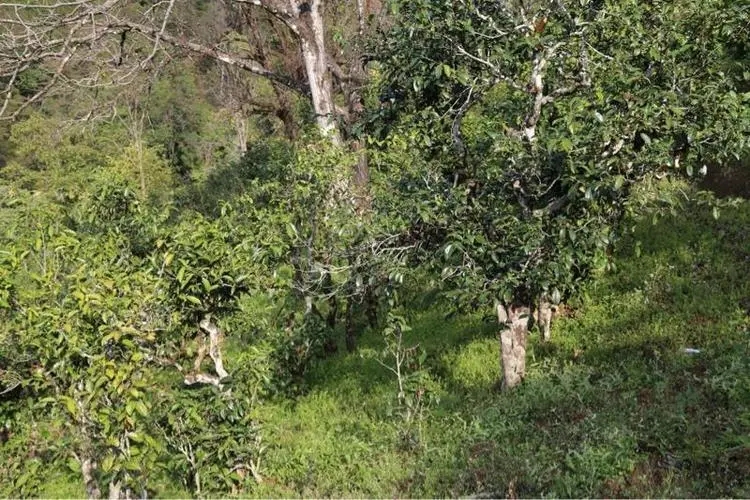 2023年大雪山古樹春茶價格是多少？