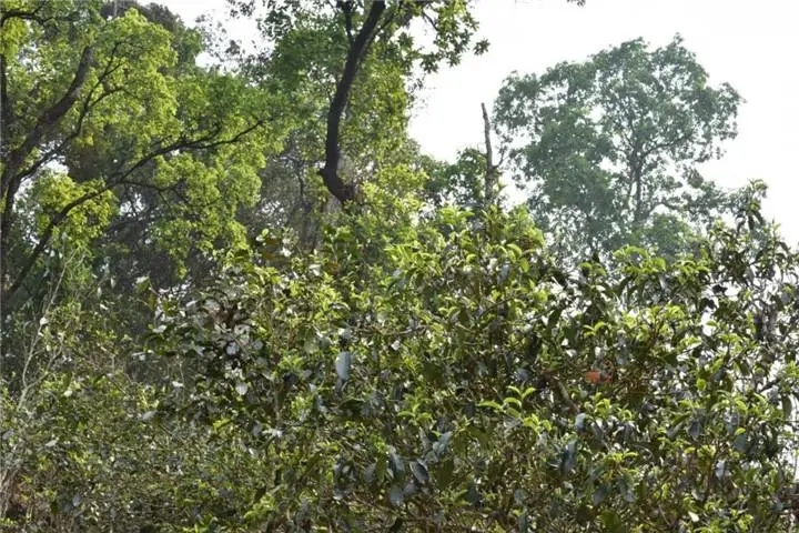 2023年大雪山古樹春茶多少錢一公斤？