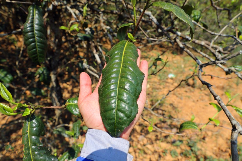 2023年忙肺古樹(shù)春茶品質(zhì)怎么樣？