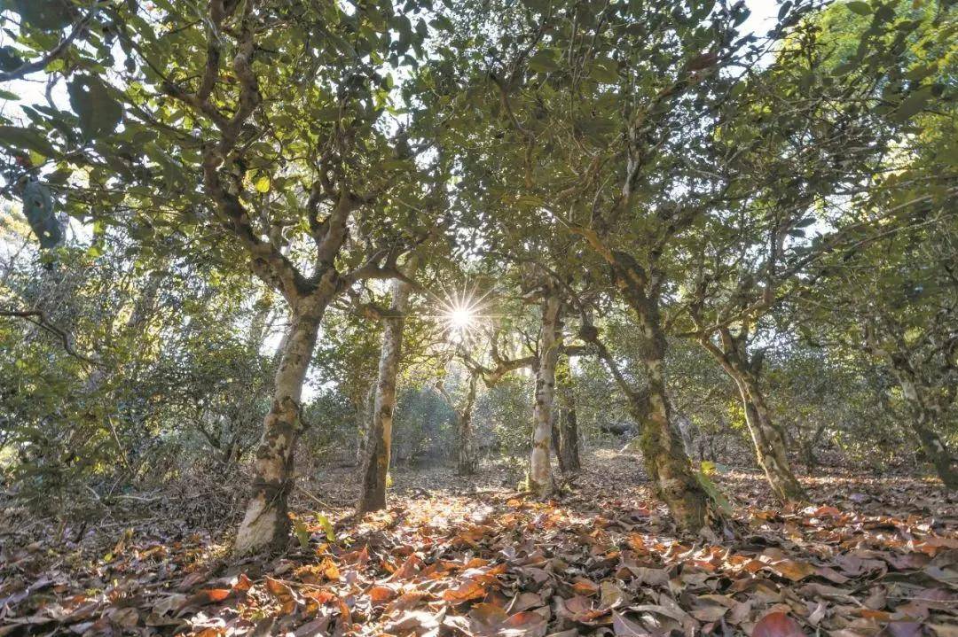 2023年忙肺古樹春茶特點是什么？