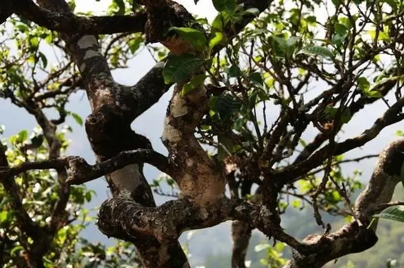 2023年忙肺古樹(shù)春茶價(jià)格是多少？