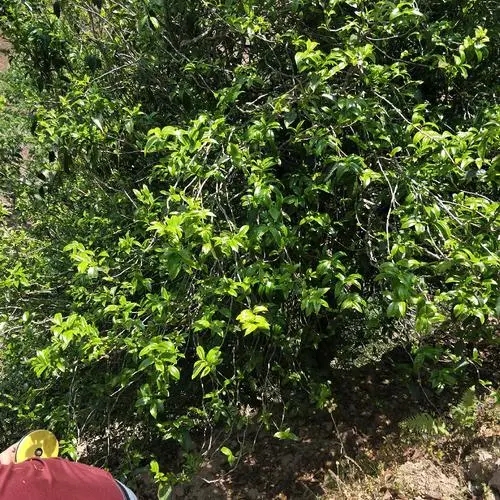 2023年那罕古樹春茶品質(zhì)如何？