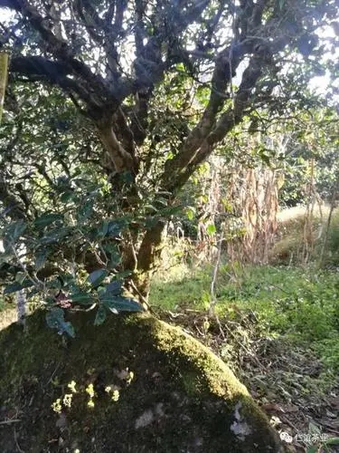 2023年那罕古樹春茶口感怎么樣？