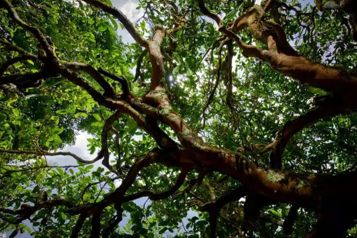 2023年那罕古樹春茶價格是多少？