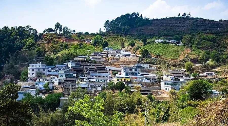 2023年正氣塘古樹春茶口感如何？