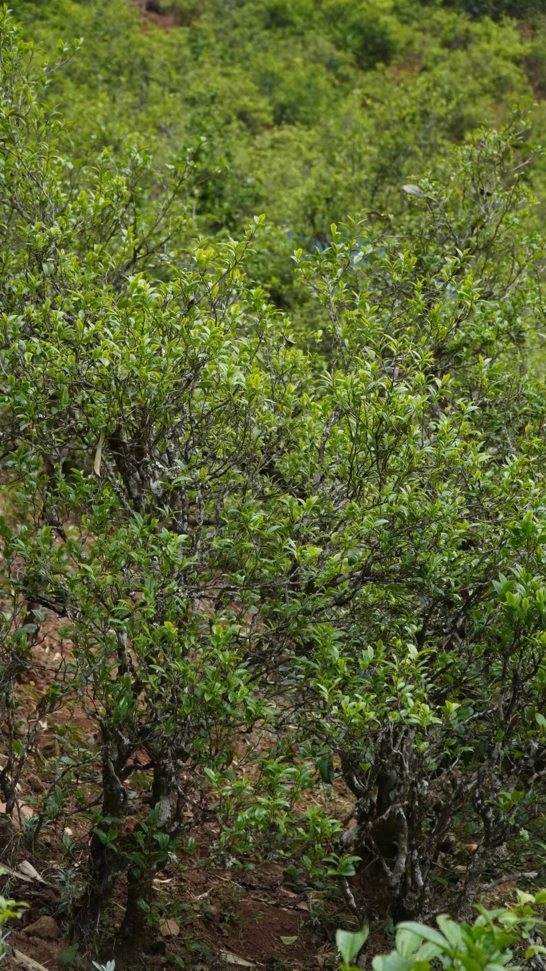 2023年壩糯古樹春茶特點是什么？