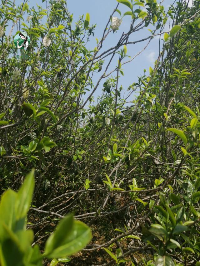 2023年壩糯古樹春茶價格是多少？