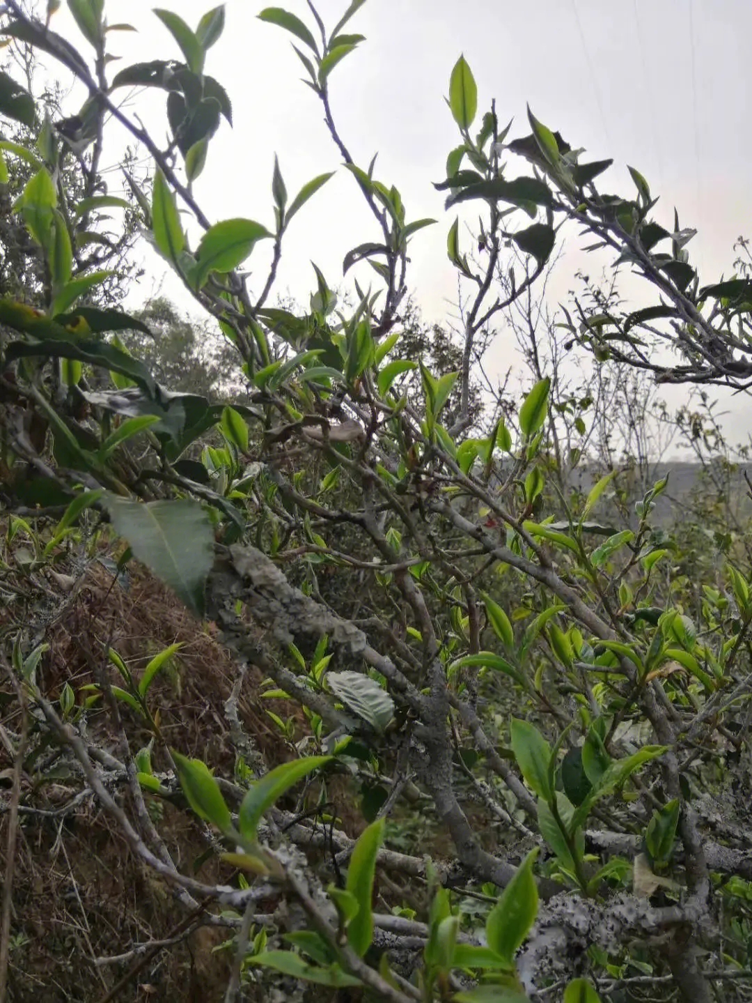 2023年壩糯古樹春茶多少一公斤？