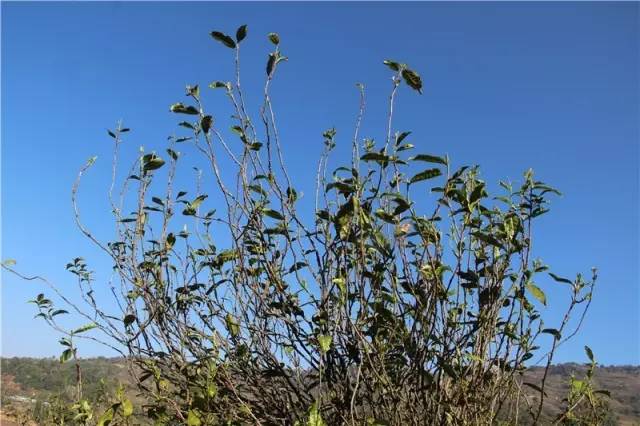 2023年那蕉古樹春茶品質(zhì)如何？