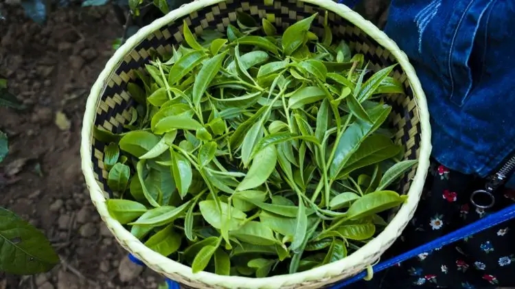 2023年那蕉古樹春茶特點是什么？