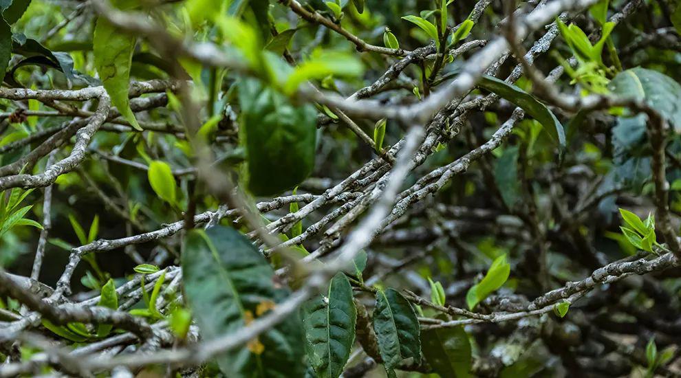 2023年那蕉古樹春茶多少一公斤？