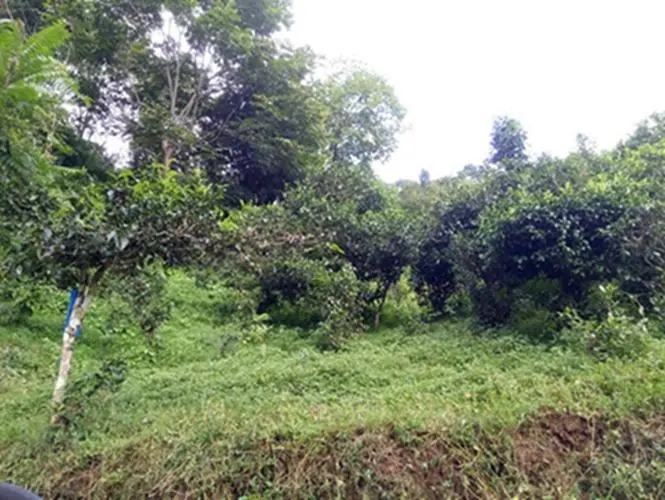 2023年南迫古樹春茶品質(zhì)怎么樣？