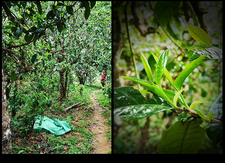 2023年南迫古樹春茶特點是什么？