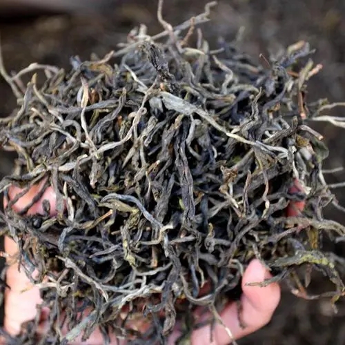 2023年地界古樹(shù)春茶品質(zhì)如何？