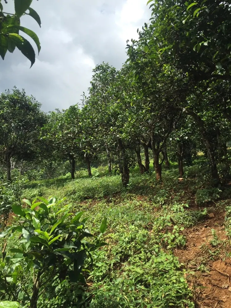 2023年地界古樹春茶特點(diǎn)是什么？