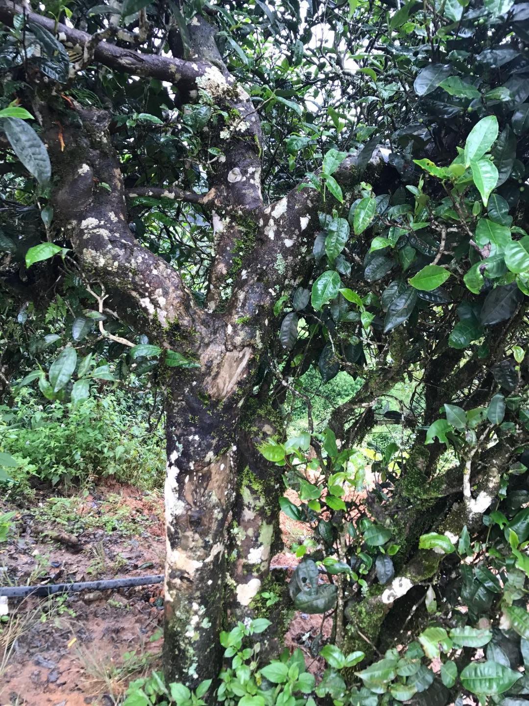 2023年地界古樹春茶價(jià)格是多少？