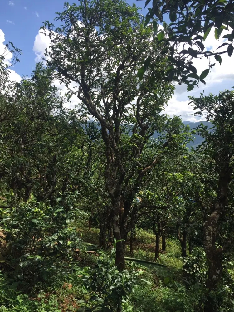 2023年地界古樹(shù)春茶多少錢一公斤？