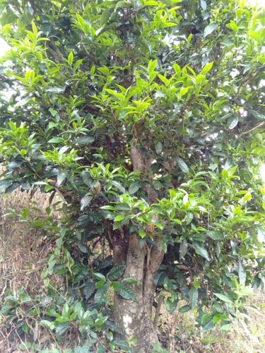 2023年壩歪古樹春茶口感怎么樣？