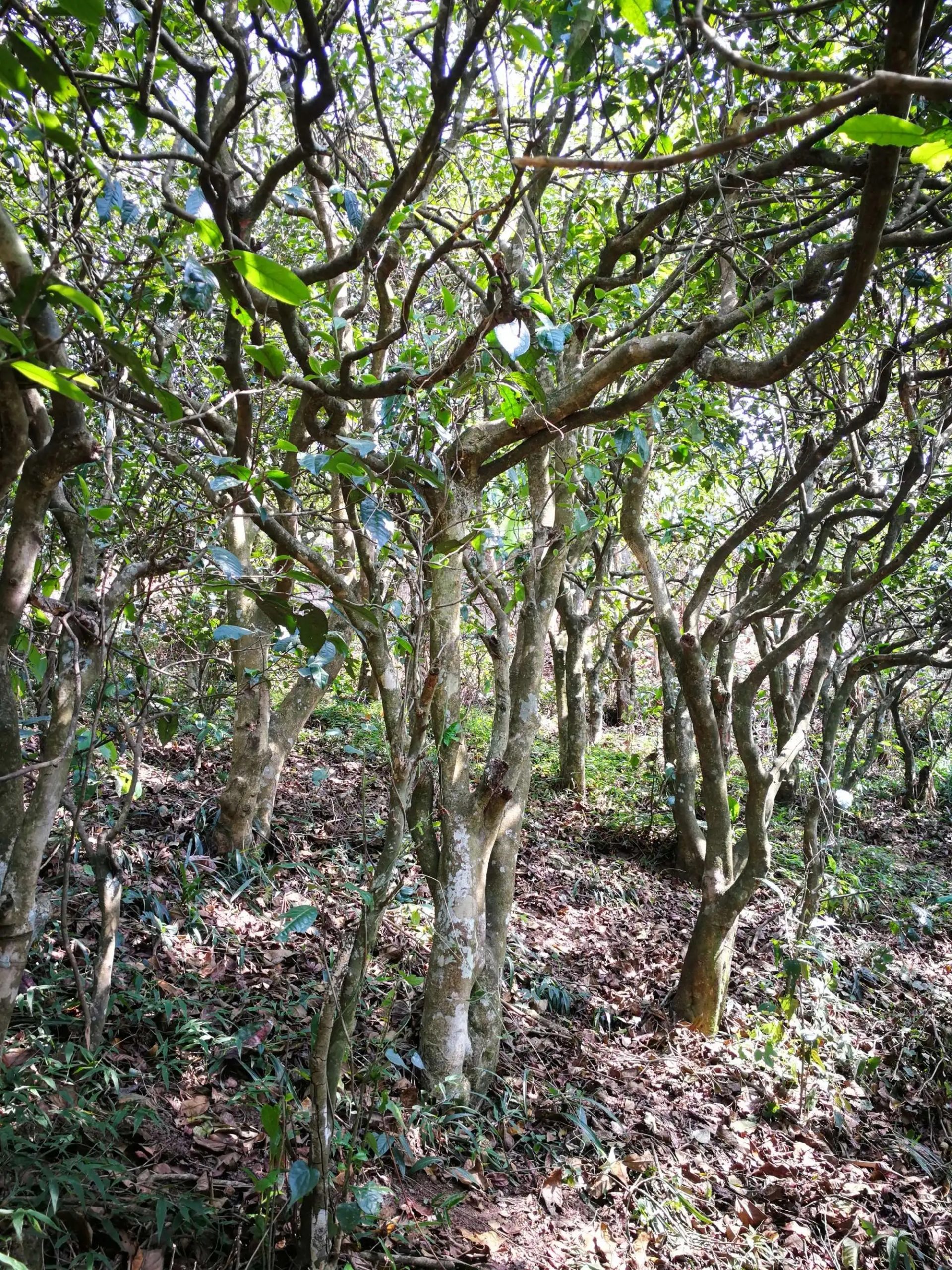 2023年糯伍古樹(shù)春茶多少一公斤？