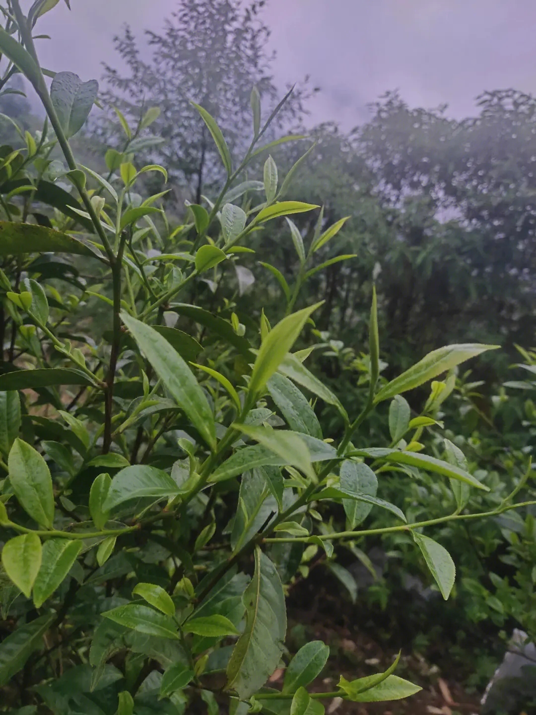 2023年薄荷塘古樹春茶特點(diǎn)？