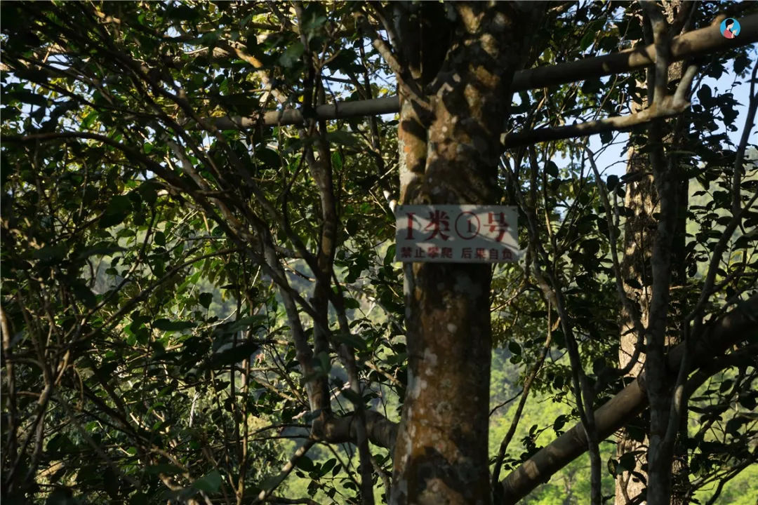 2023年薄荷塘古樹春茶價格是多少？