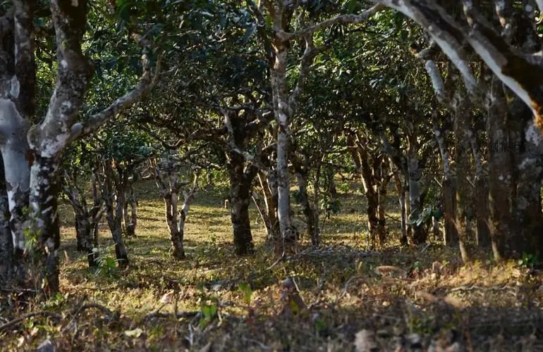 2023年彎弓古樹春茶特點是什么？