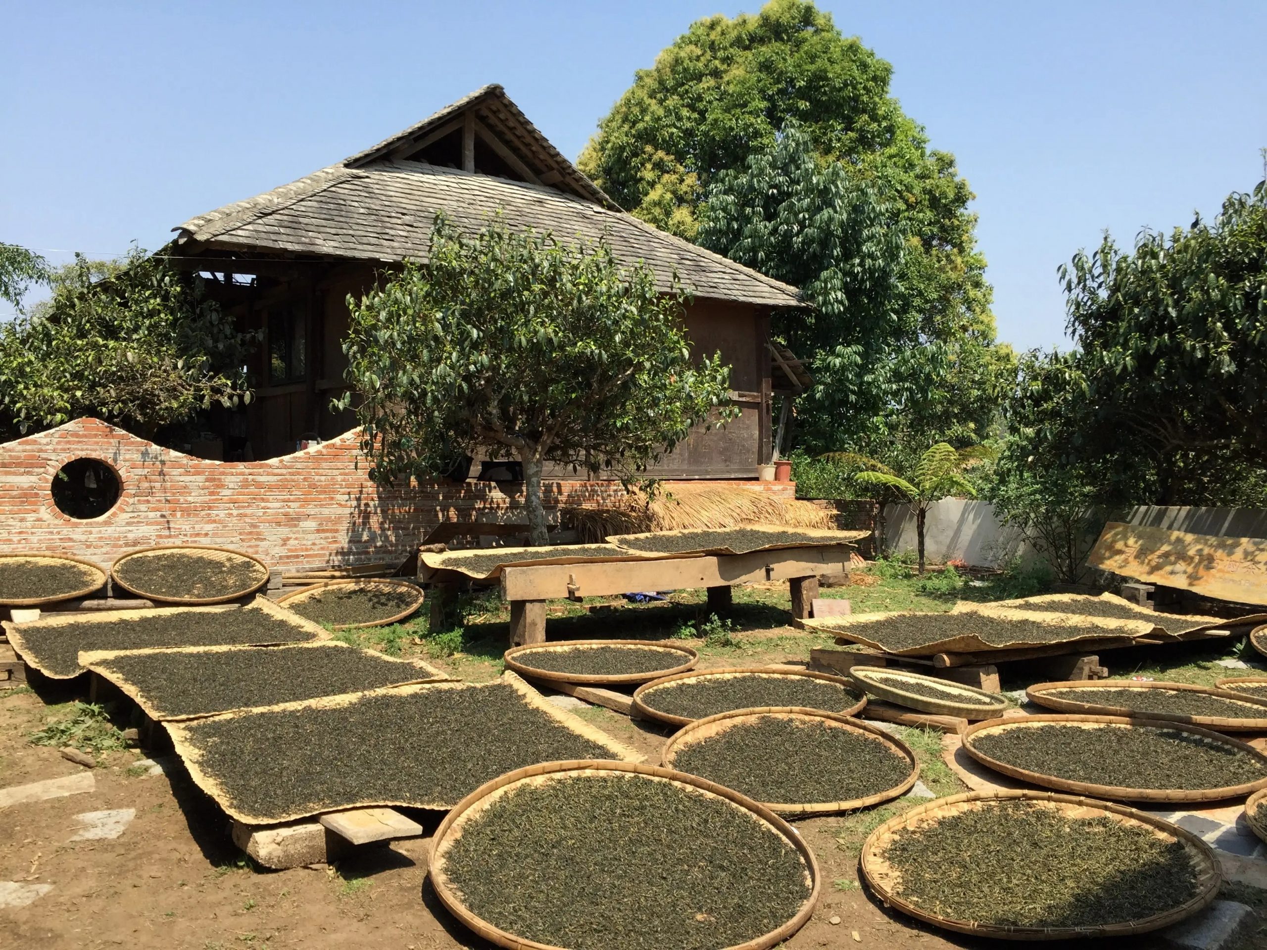 2023年彎弓古樹春茶多少一公斤？