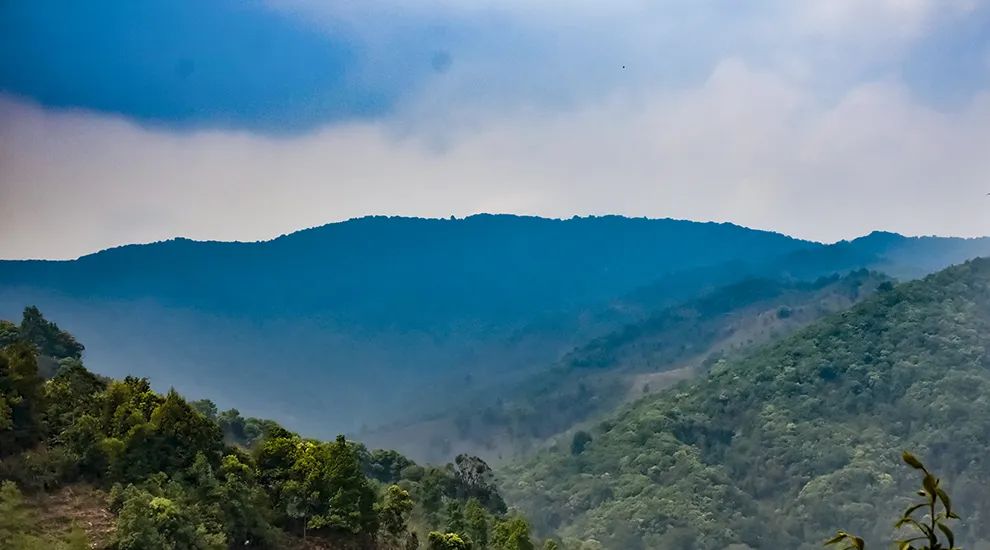 2023年勐庫大忠山古樹春茶品質(zhì)怎么樣？