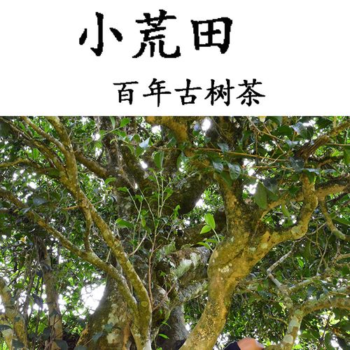 2023年勐庫小荒田古樹春茶特點？