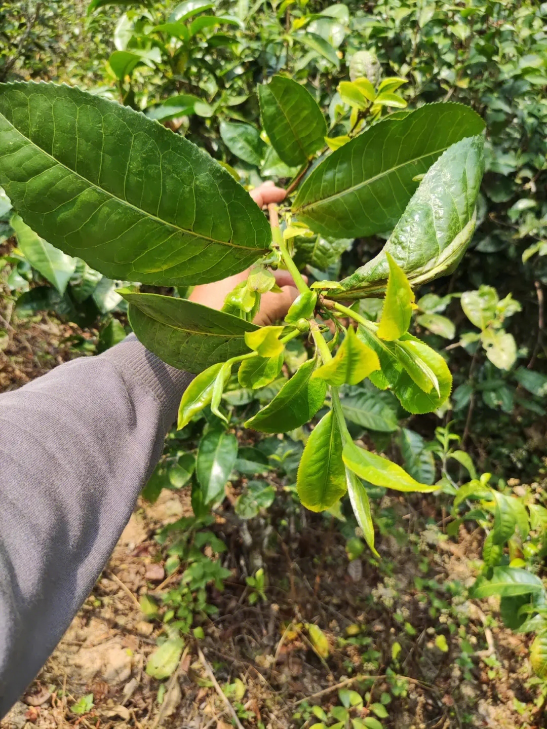 2023年勐庫小荒田古樹春茶品質(zhì)如何？