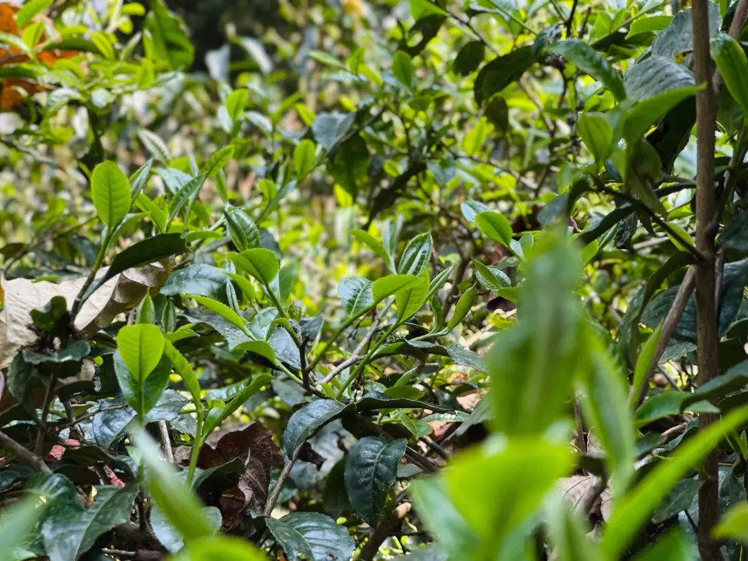 2023年勐庫那蕉古樹春茶多少一公斤？