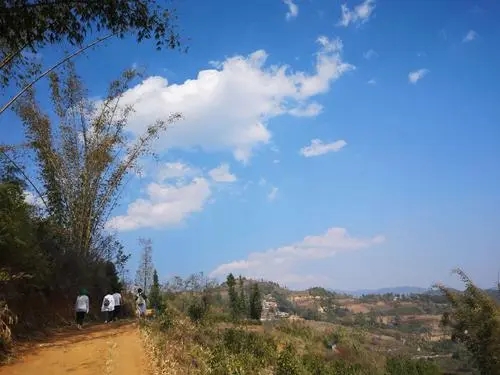 2023年勐庫豆腐寨古樹春茶特點是什么？