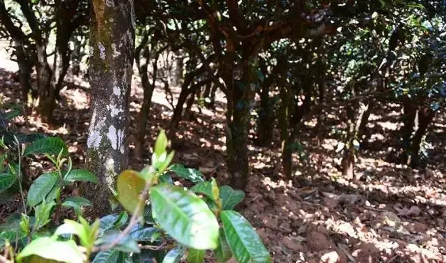 2023年勐庫豆腐寨古樹春茶價格是多少？