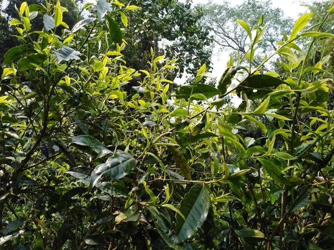 2023年勐庫河邊寨古樹春茶價(jià)格是多少？