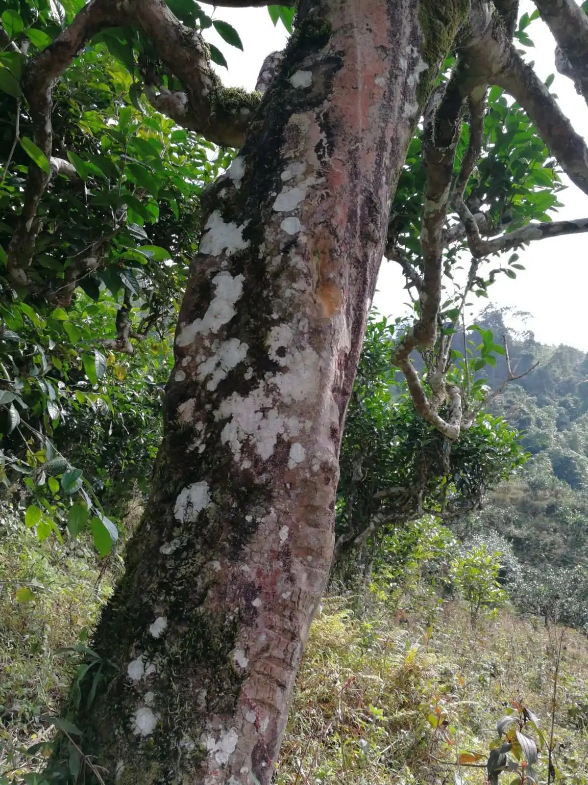 2023年麻栗坡古樹春茶特點是什么？