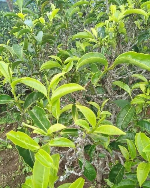 2023年鍋底塘古樹春茶口感如何？