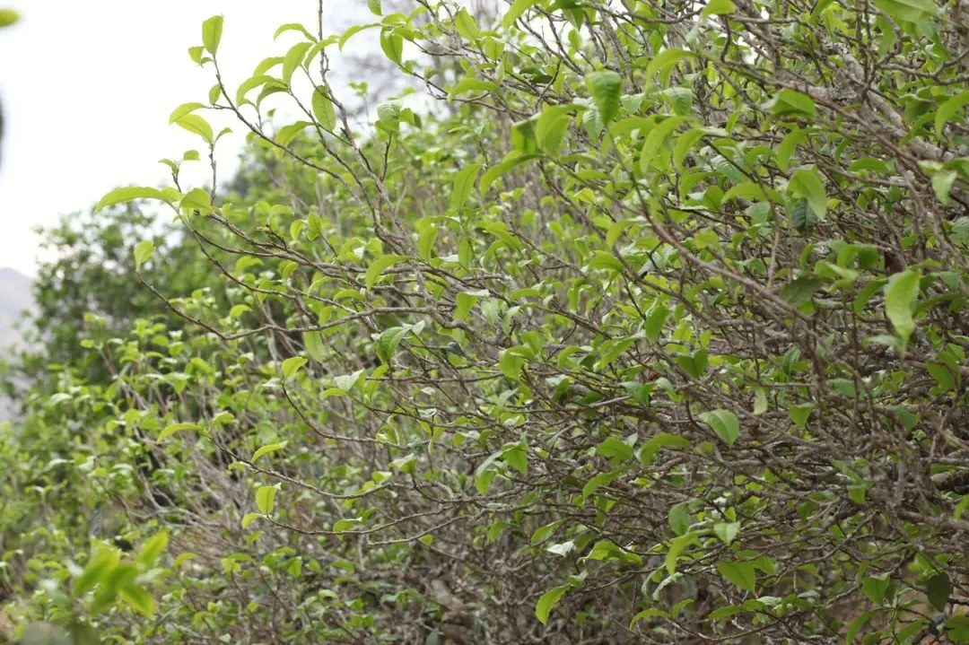 2023年鍋底塘古樹春茶價格多少？