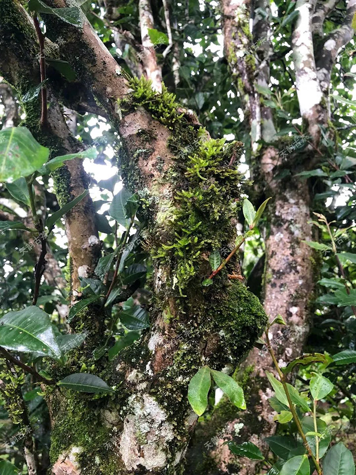 2023年永德大雪山古樹(shù)春茶品質(zhì)如何？